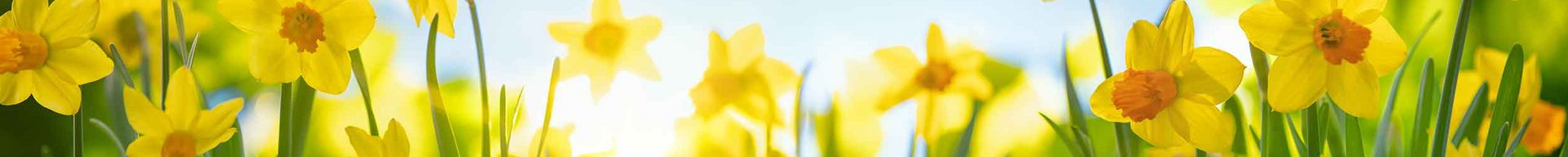 En blomstereng med mange gule påskeliljer, der står i grønt græs. Solens stråler skinner gennem nogle blade i baggrunden, hvilket skaber en lys og livlig atmosfære.